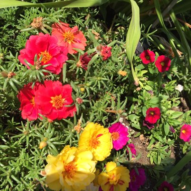 Portulaca 'Everbloom (Mix)