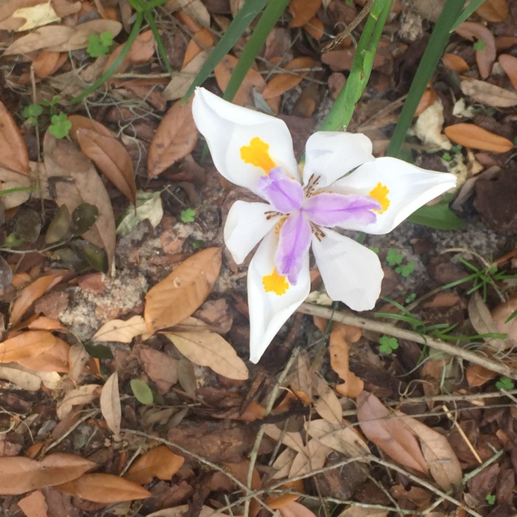 Plant image Dietes bicolor