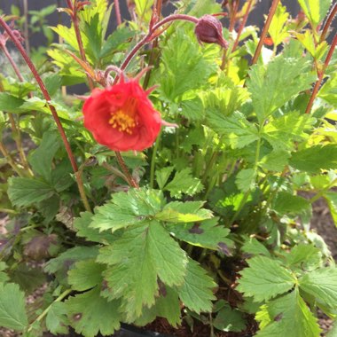 Avens 'Flames of Passion'