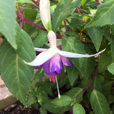 Fuchsia 'Delta's Sarah'