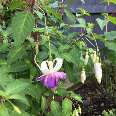 Fuchsia 'Delta's Sarah'