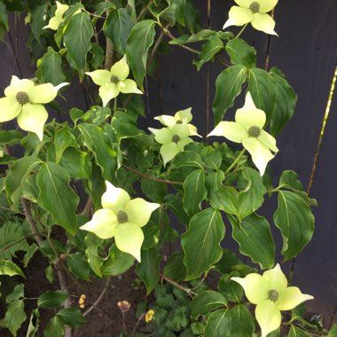 Chinese Dogwood