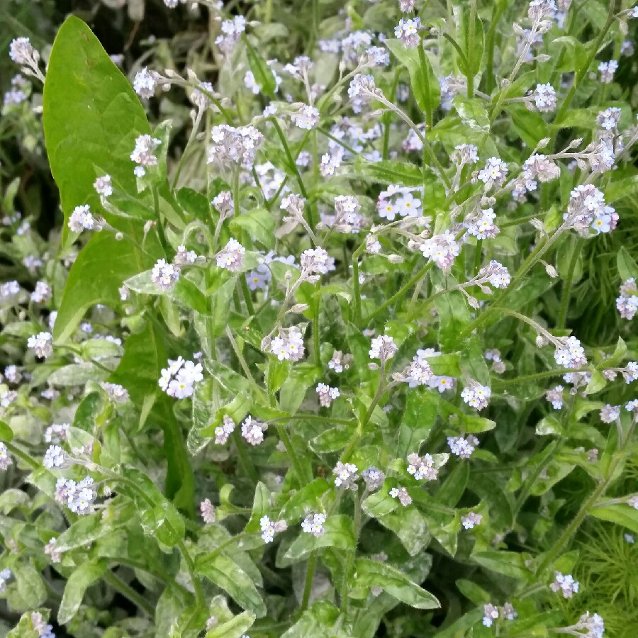 Plant image Myosotis sylvatica 'Mon Amie Blue'