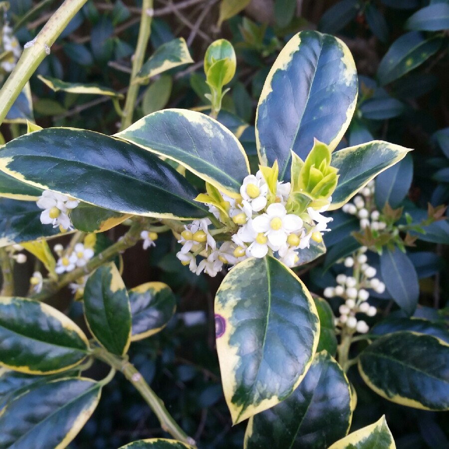 Ilex x altaclerensis 'Golden King', Holly 'Golden King' - uploaded by ...