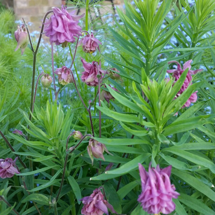 Plant image Aquilegia vulgaris 'Petticoat Pink'