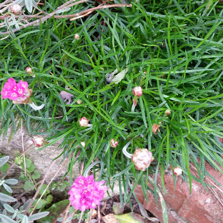 Plant image Armeria maritima 'Dusseldorfer Stolz'