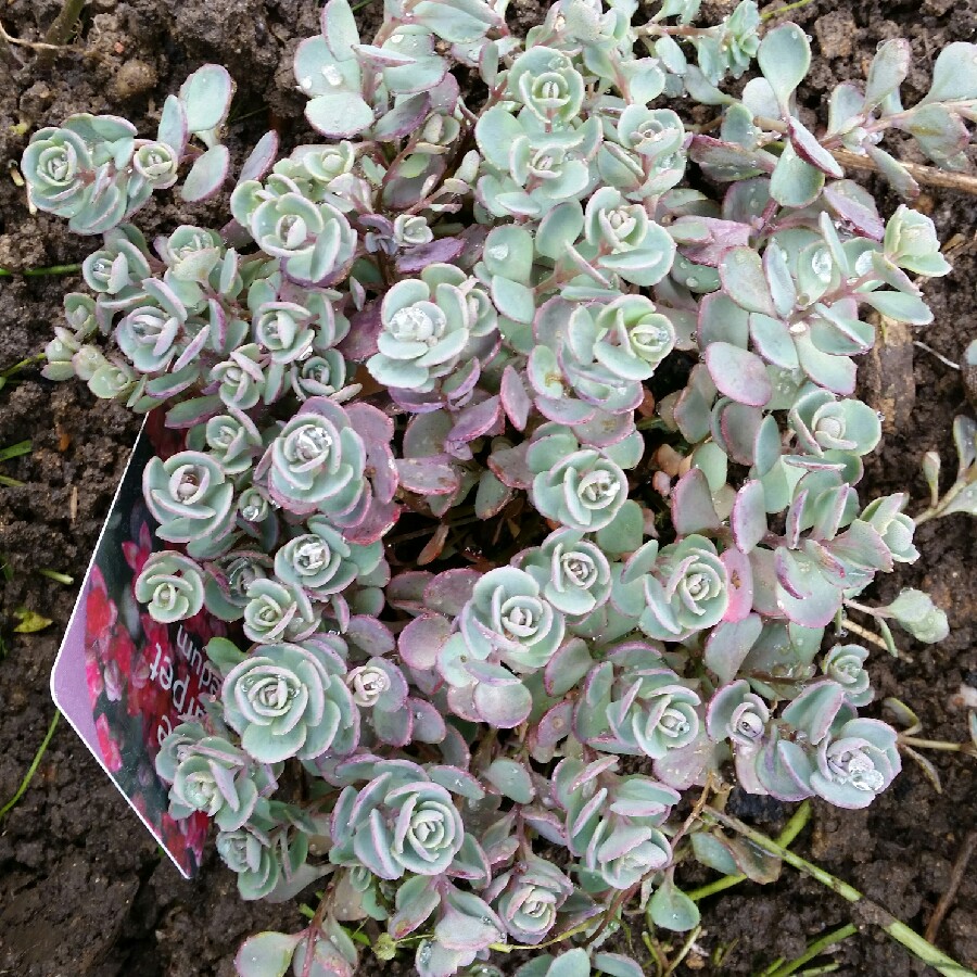 Plant image Sedum 'Rose Carpet'