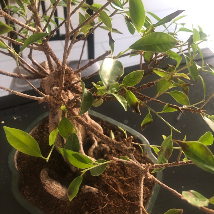 Plant image Ficus retusa (Bonsai)