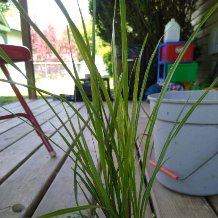 Plant image Dracaena indivisa 'Spikes'