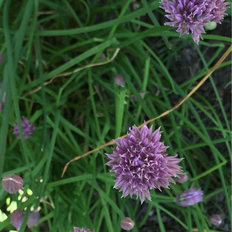 Chives