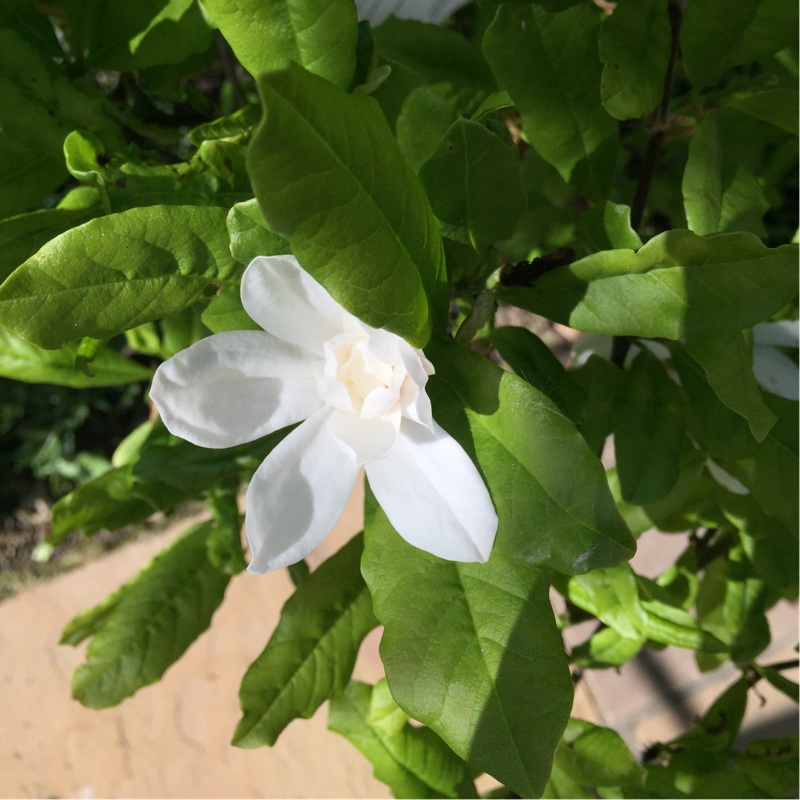 Magnolia 'Waterlily'