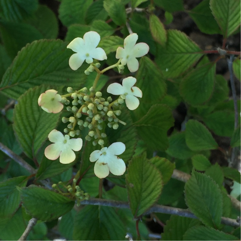 European Snowball Bush