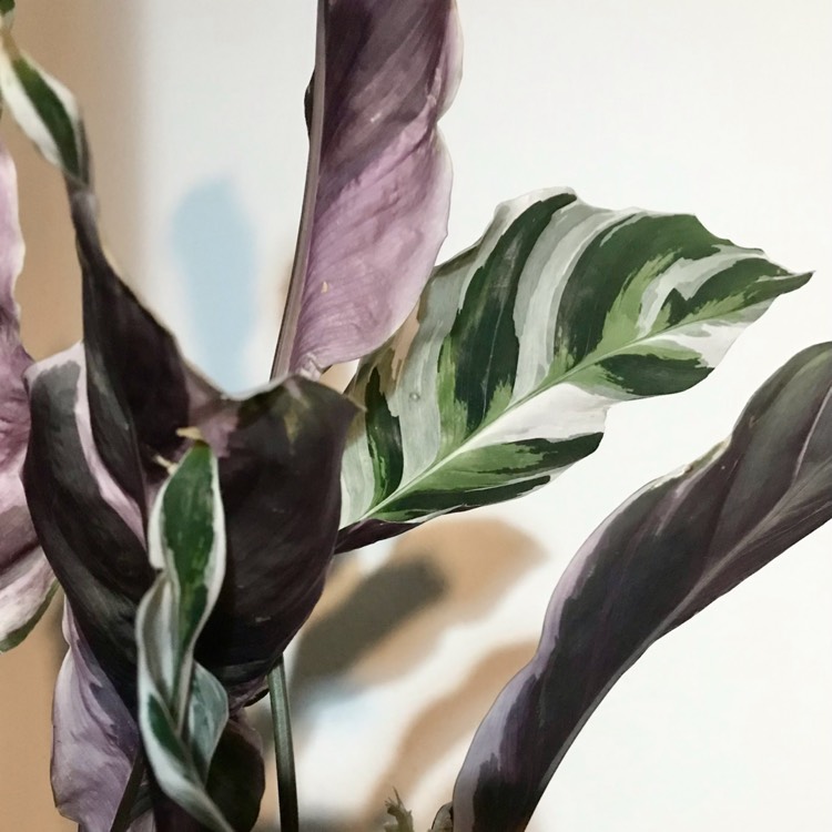 Plant image Calathea White Fusion