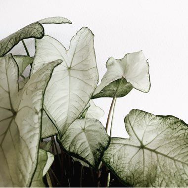 Elephant Ear 'Moonlight'