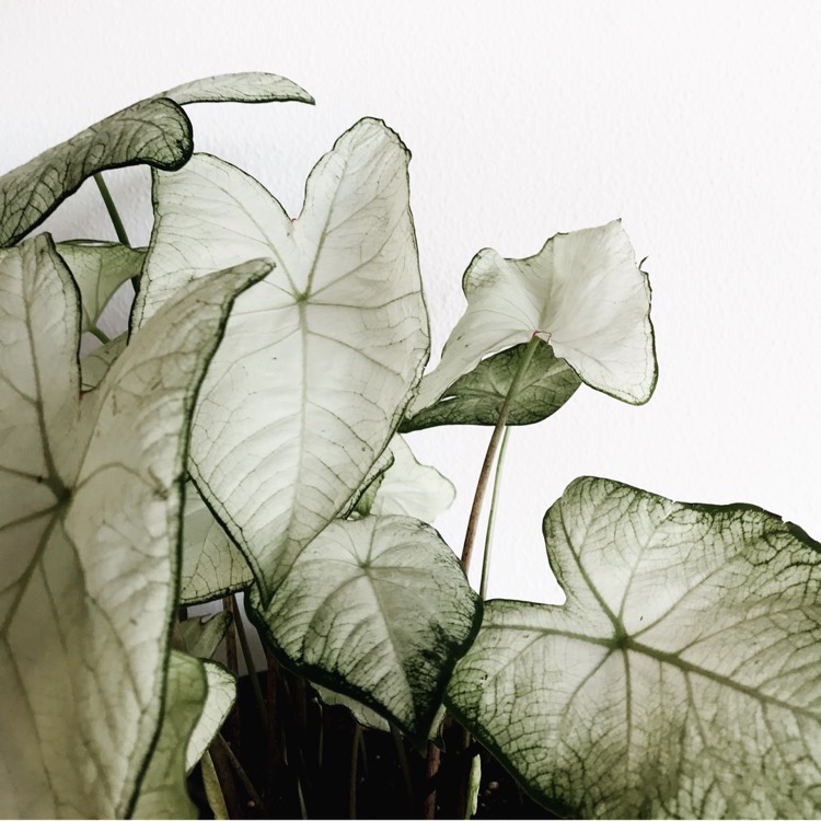 Plant image Caladium Candidum 'Moonlight'