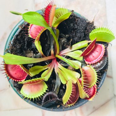 Venus Fly Trap