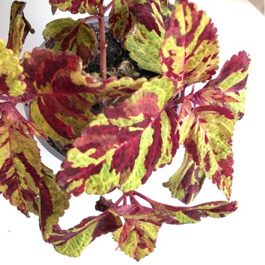 Coleus 'Scatter Splatter'