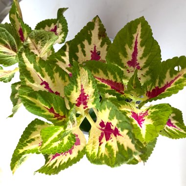 Coleus 'Wizard Rose'