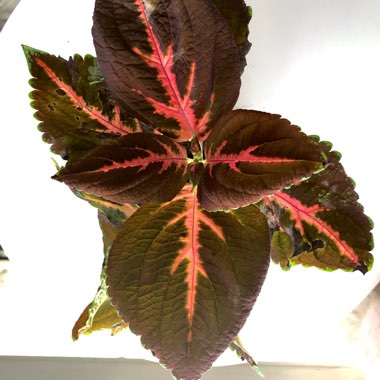 Coleus 'China Rose'