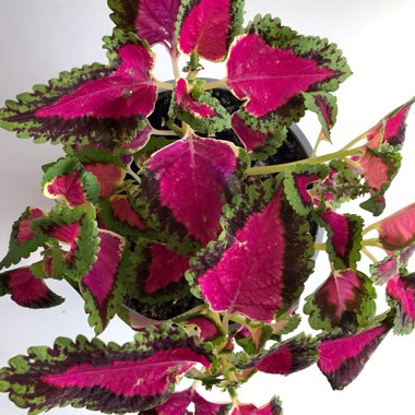 Coleus 'Wizard Scarlet'