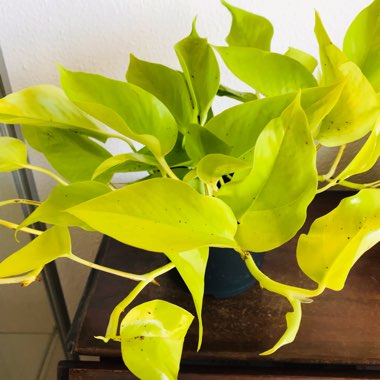 Epipremnum 'Neon'