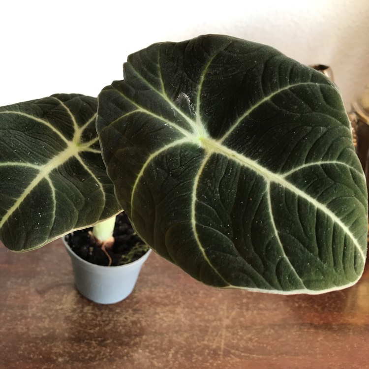 Plant image Alocasia reginula