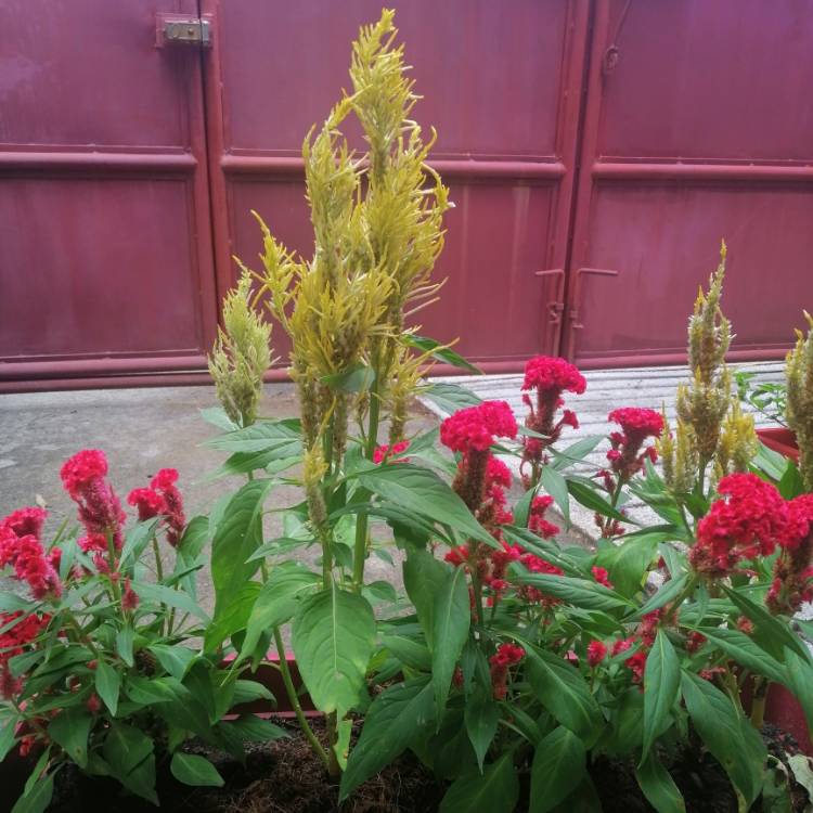 Plant image Celosia Cristata