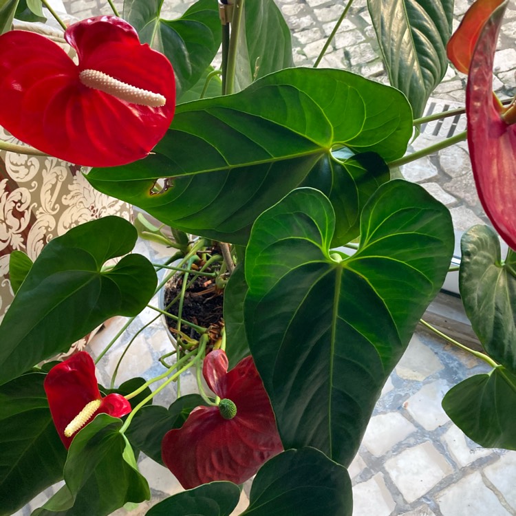 Plant image Anthurium (Andraeanum Group) 'Rijn200679' syn. Anthurium 'Princess Ariane Pride'