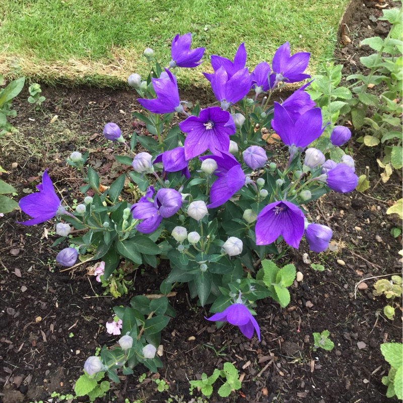 Plant image Campanula persicifolia