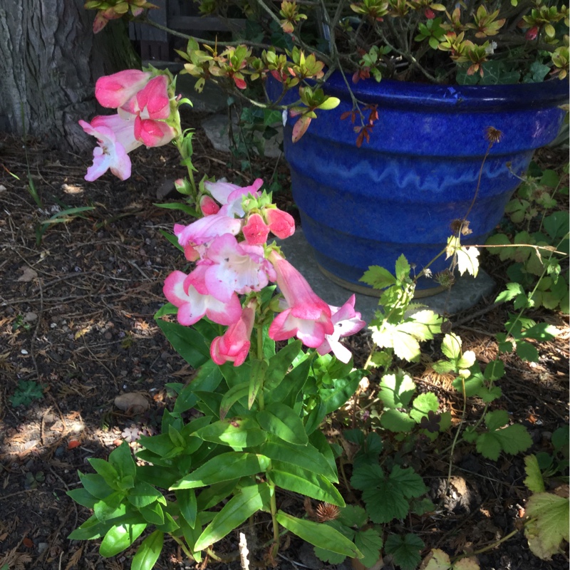 Plant image Penstemon phoenix 'Appleblossom'