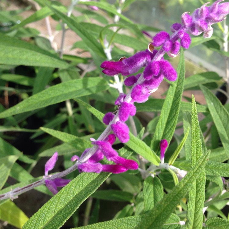 Plant image Salvia leucantha 'Midnight' syn. Salvia leucantha 'Purple Velvet', Salvia leucantha 'All Purple'