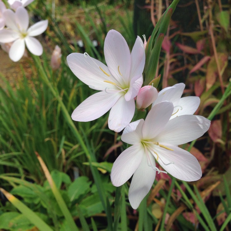 Plant image Hesperantha coccinea 'Wilfred H. Bryant' syn. Schizostylis coccinea 'Wilfred H. Bryant', Hesperantha 'Pink Princess', Schizostylis 'Pink Princess'