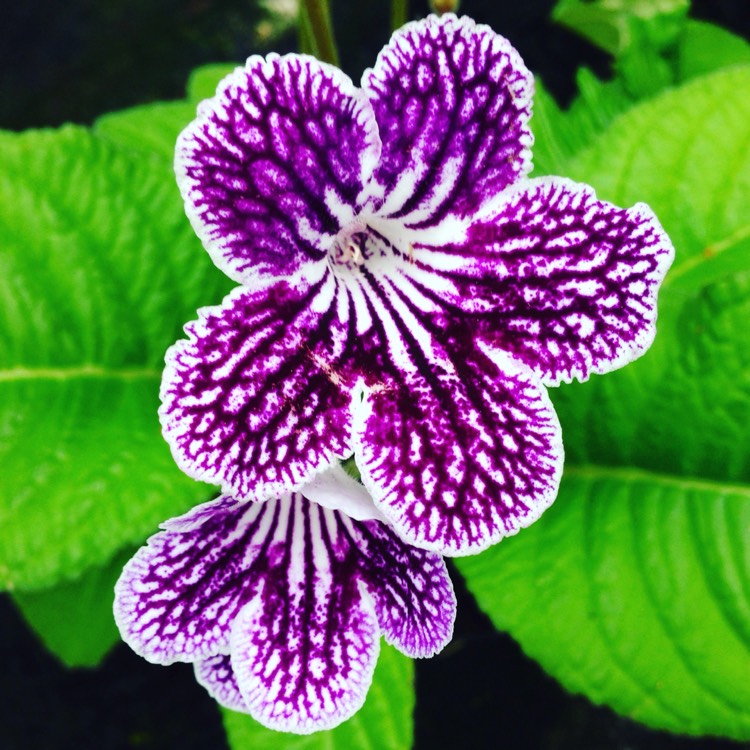 Plant image Streptocarpus 'Polka Dot Purple'