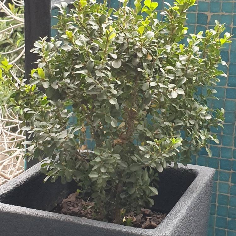 Plant image Buxus microphylla 'Koreana'