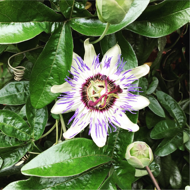 Plant image Passiflora caerulea 'Clear Sky'