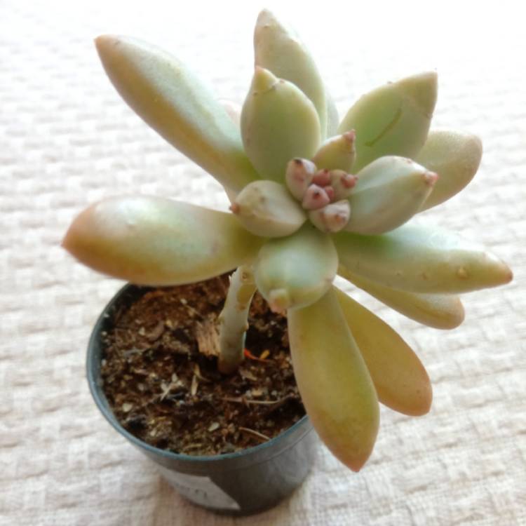 Plant image Pachyphytum longifolium