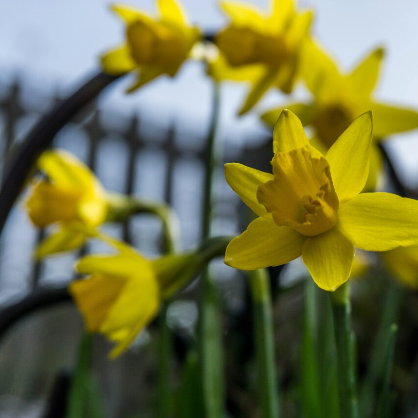 Narcissus 'Tête-à-Tête'