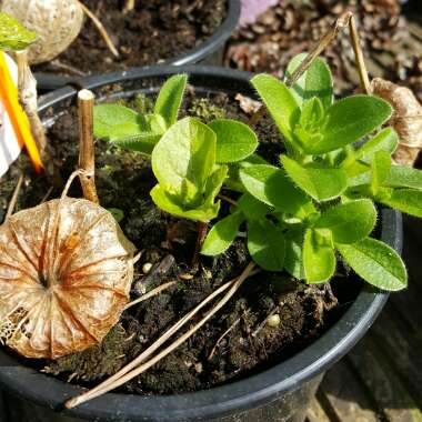 Physalis