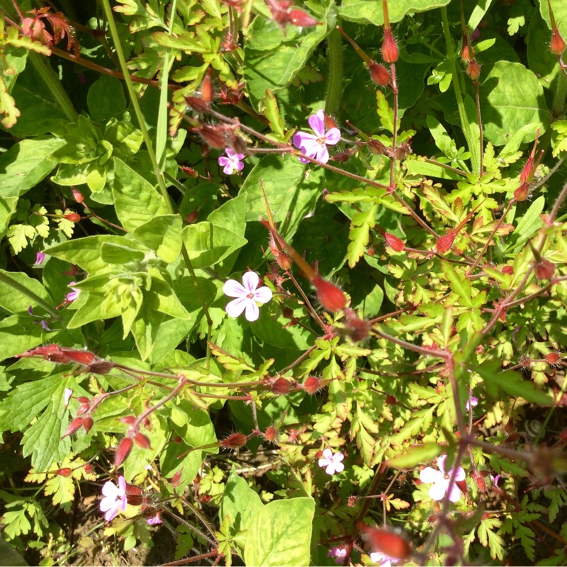 Plant image Geranium macrorrhizum 'Spessart'