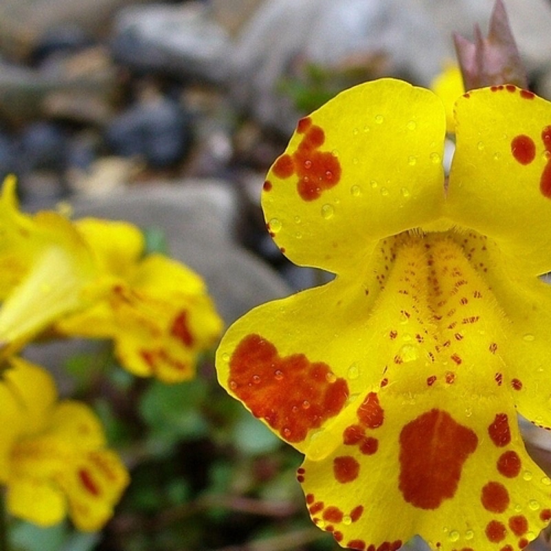 Plant image Mimulus moschatus