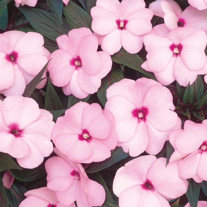 New Guinea Impatiens