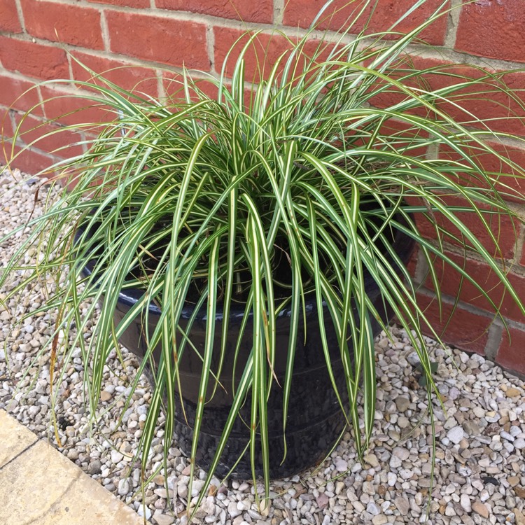 Plant image Carex oshimensis 'Evergold'