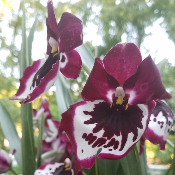 Plant image Miltoniopsis Hybrid