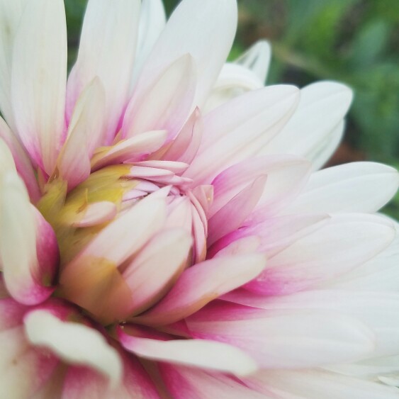 Plant image Dahlia 'Rebecca's World'