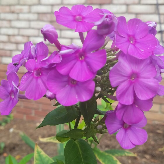 Plant image Phlox maculata 'Natascha'