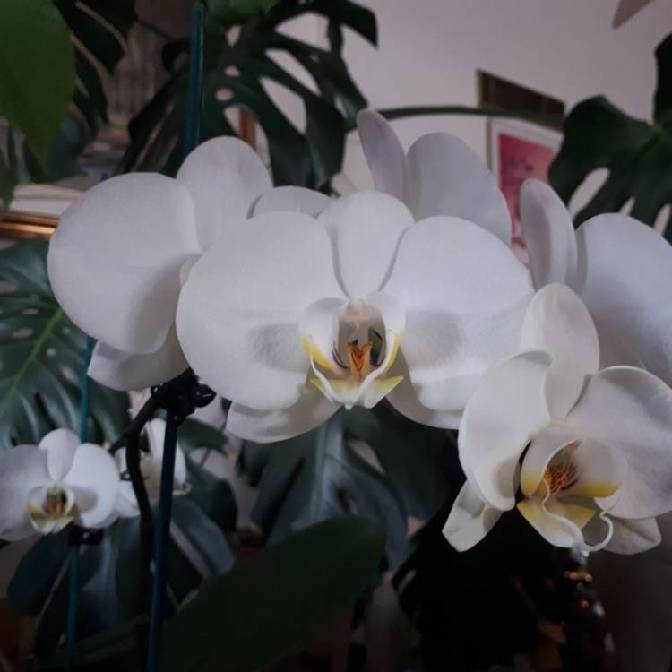 Plant image Phalaenopsis 'Multiflora'