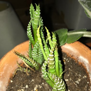 Haworthia