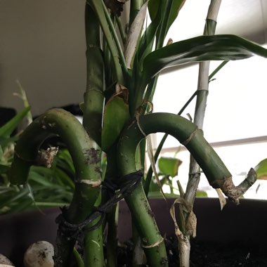 Lucky Bamboo