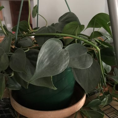 Heartleaf Philodendron