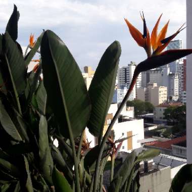 Bird Of Paradise